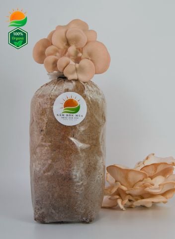 Phôi Nấm Hồng Ngọc 100% Hữu Cơ