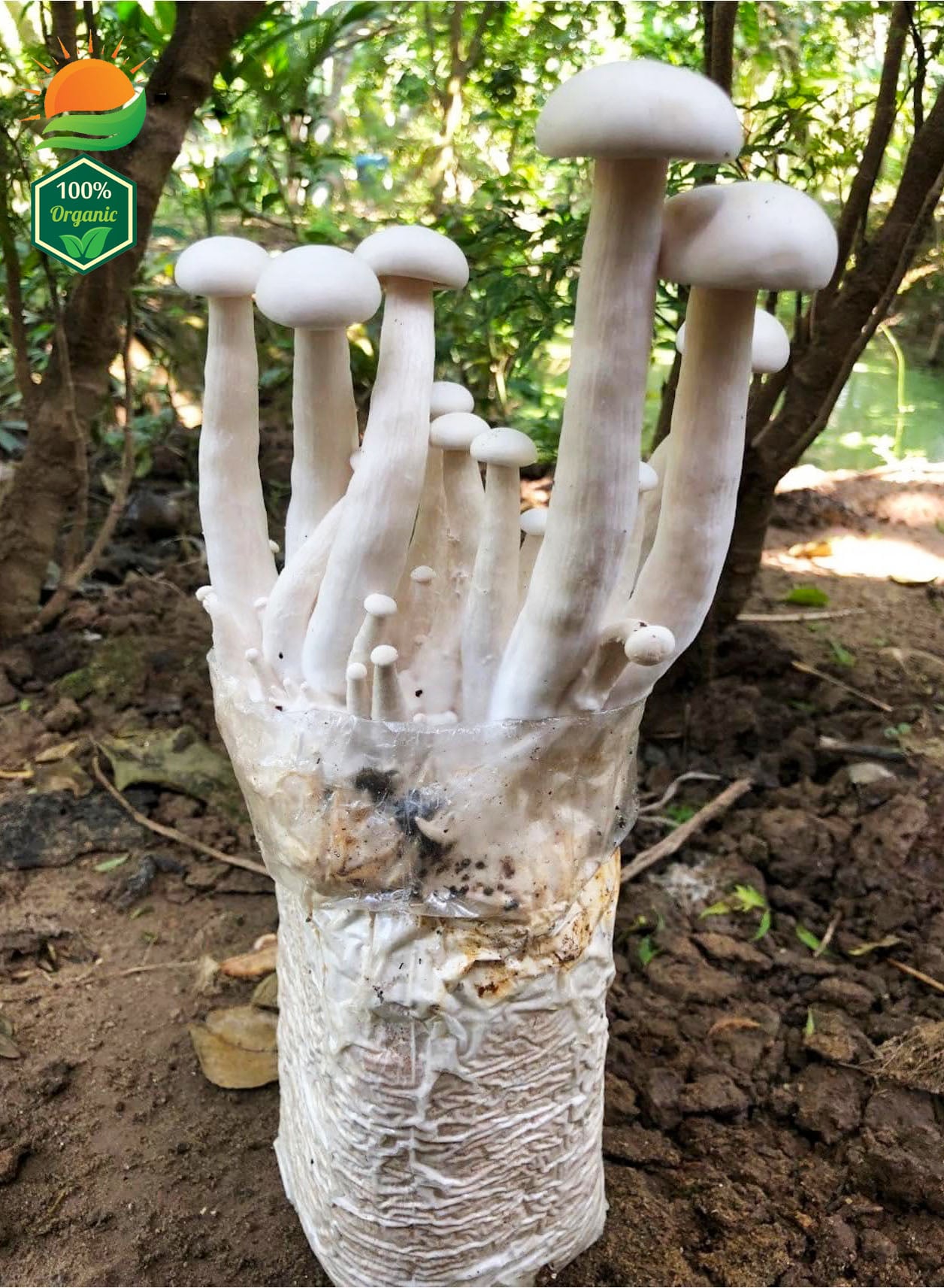 Phôi Nấm Kim Phúc 100% Hữu Cơ