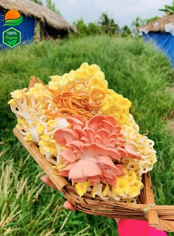 Combo Lẩu Nấm Số 2