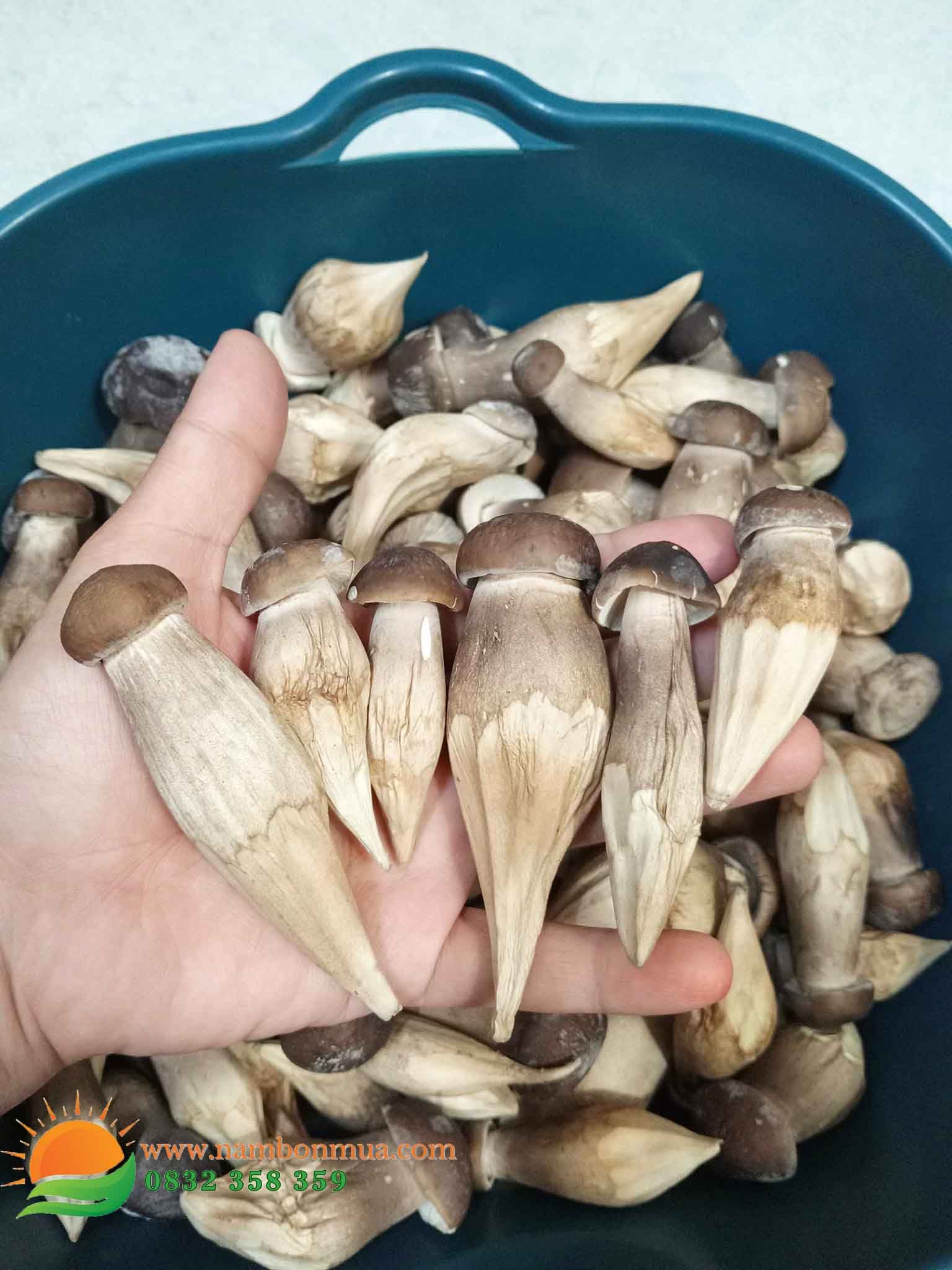 Nấm Mối Đen Sấy Thăng Hoa - 100% Organic