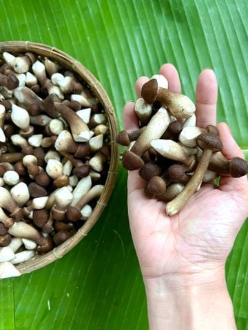 Bán Nấm Mối Đen Baby | Bán Lẻ Nấm Mối Đen 150-300-500gram