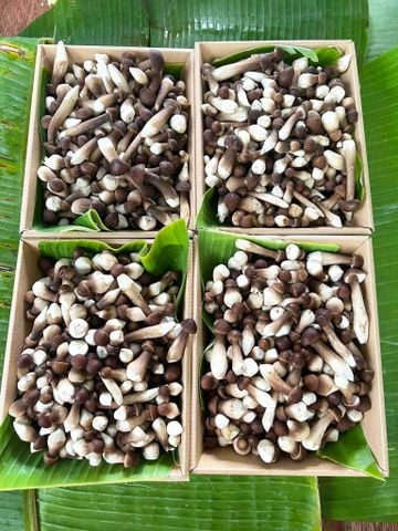 Bán Nấm Mối Đen Baby | Bán Lẻ Nấm Mối Đen 150-300-500gram