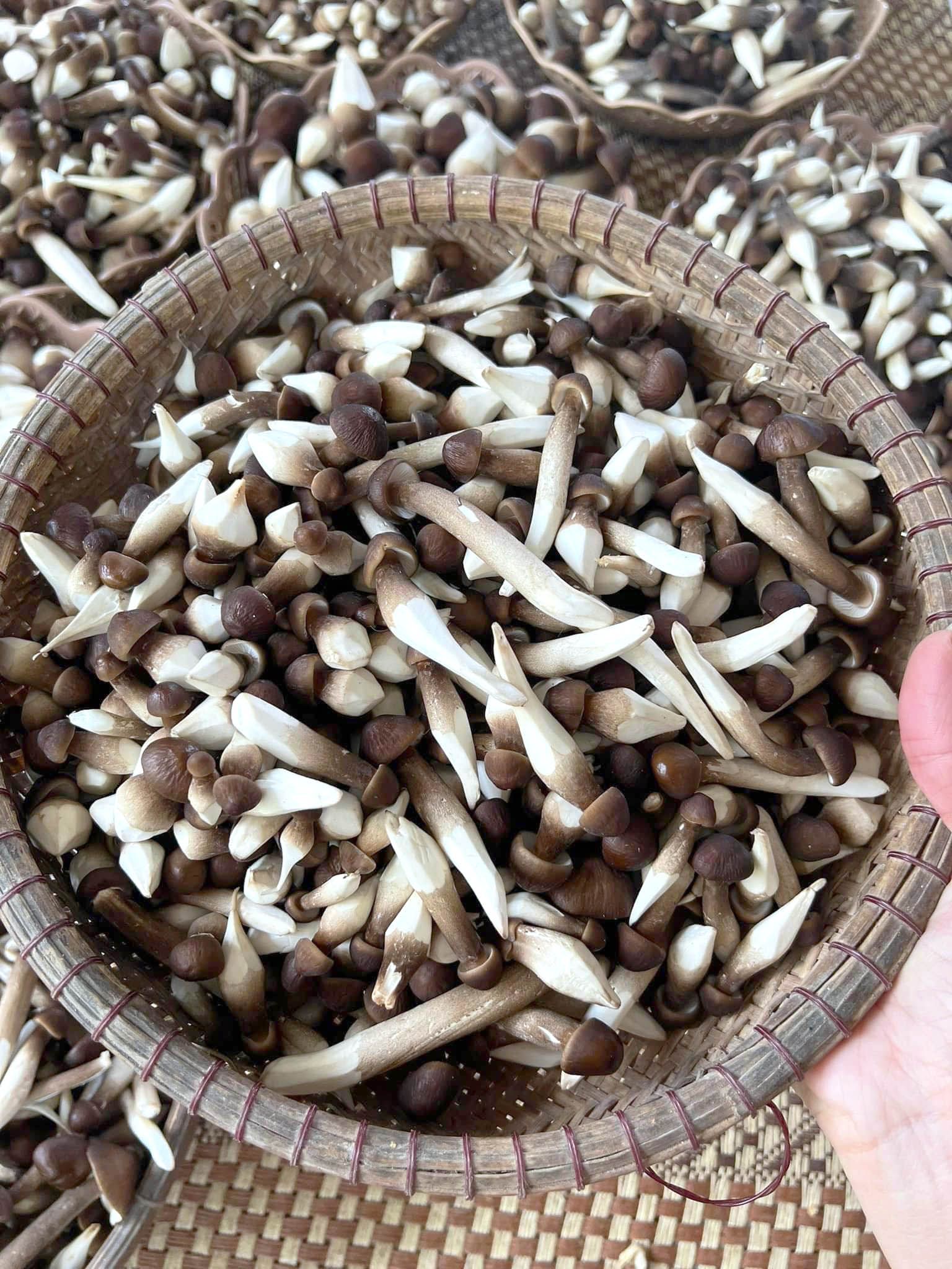 Bán Nấm Mối Đen Baby | Bán Lẻ Nấm Mối Đen 150-300-500gram