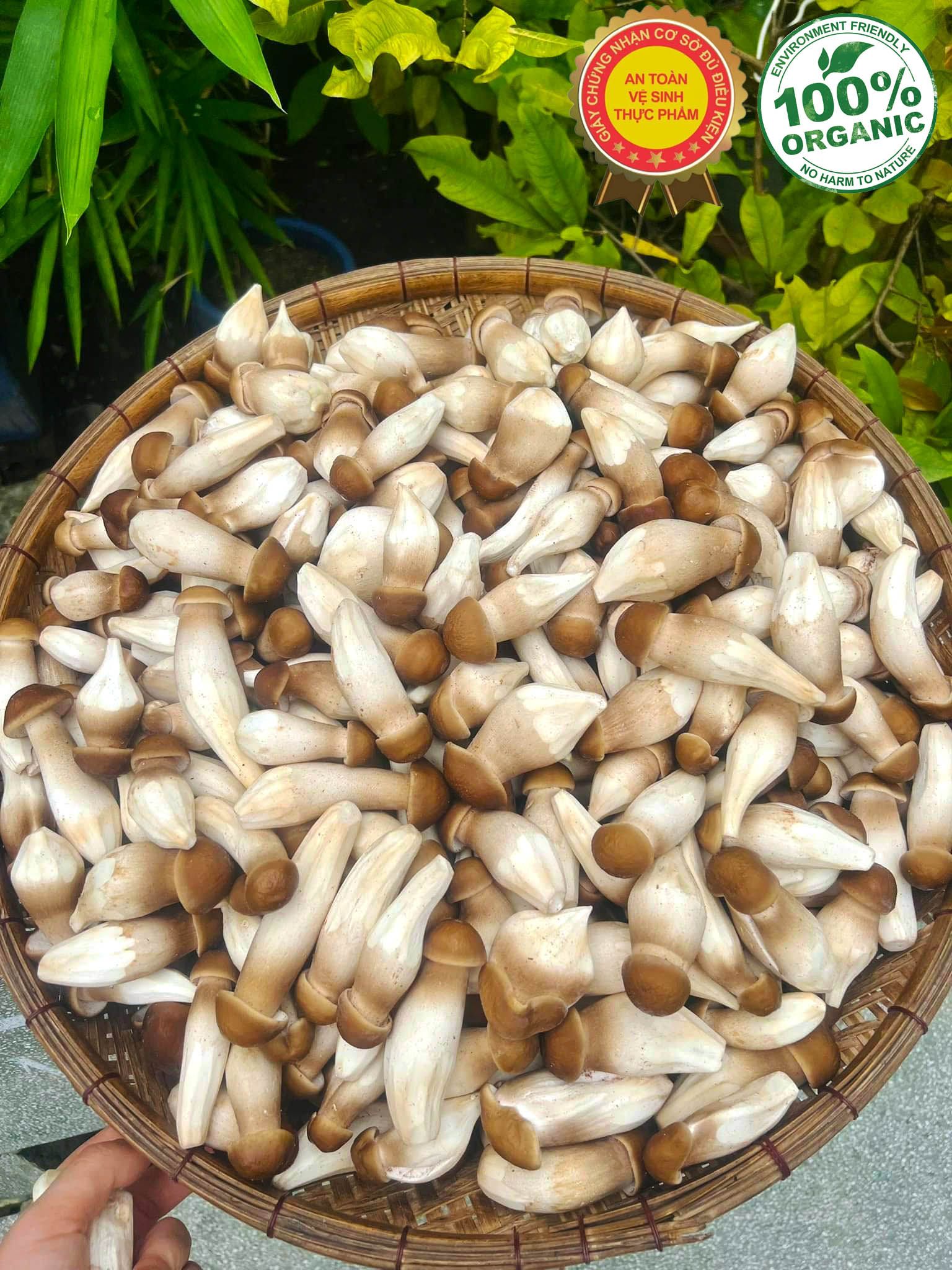 Nấm Mối Đen Tươi  Loại 1 | Giá Nấm Mối Đen Tươi Bao Nhiêu?