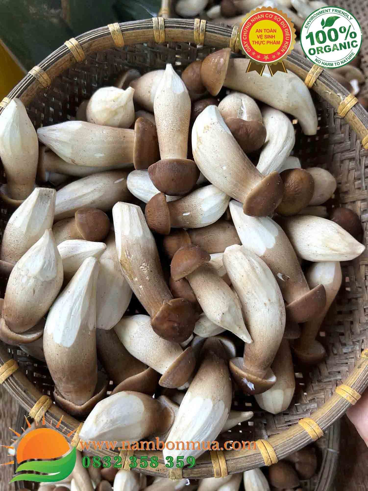 Nấm Mối Đen Tươi  Loại 1 | Giá Nấm Mối Đen Tươi Bao Nhiêu?