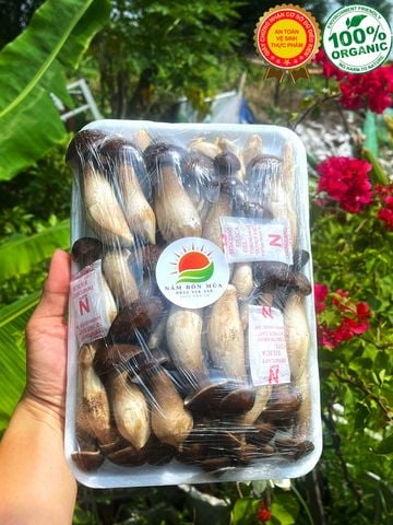 Nấm Mối Đen Tươi  Loại 1 | Giá Nấm Mối Đen Tươi Bao Nhiêu?