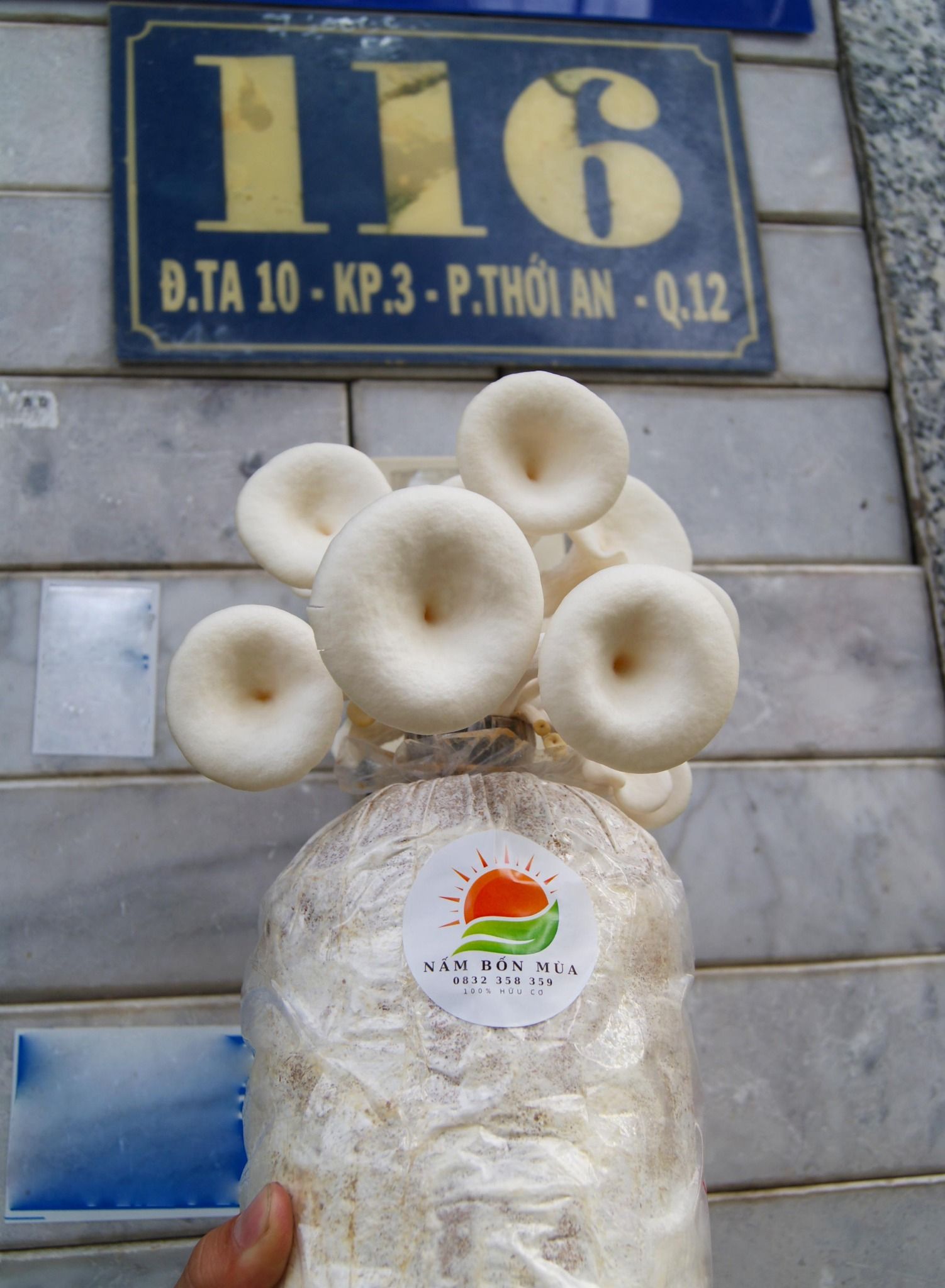 Phôi Nấm Sò 100% Hữu Cơ