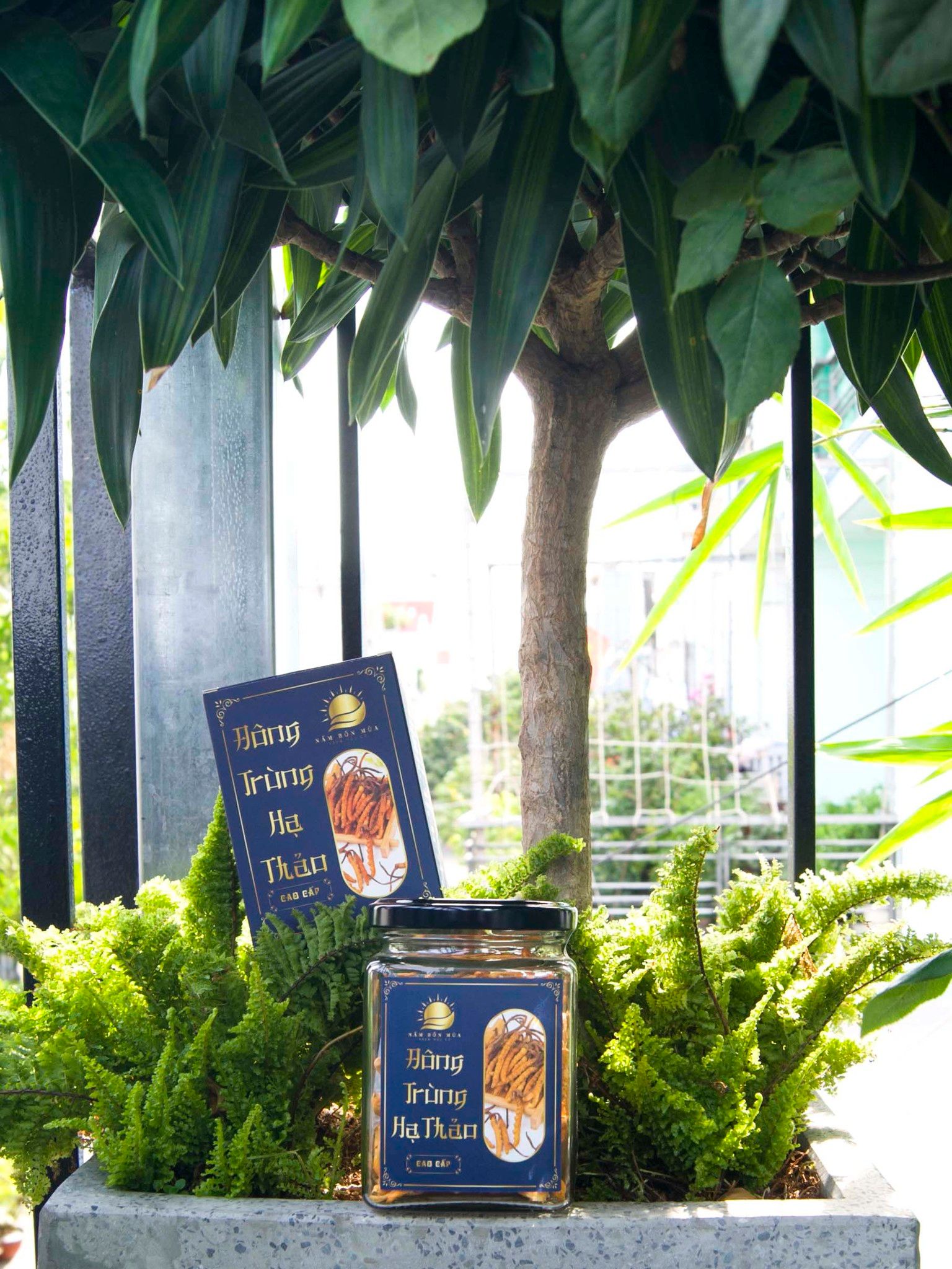 Đông Trùng Hạ Thảo - Cao Cấp 12.5gram