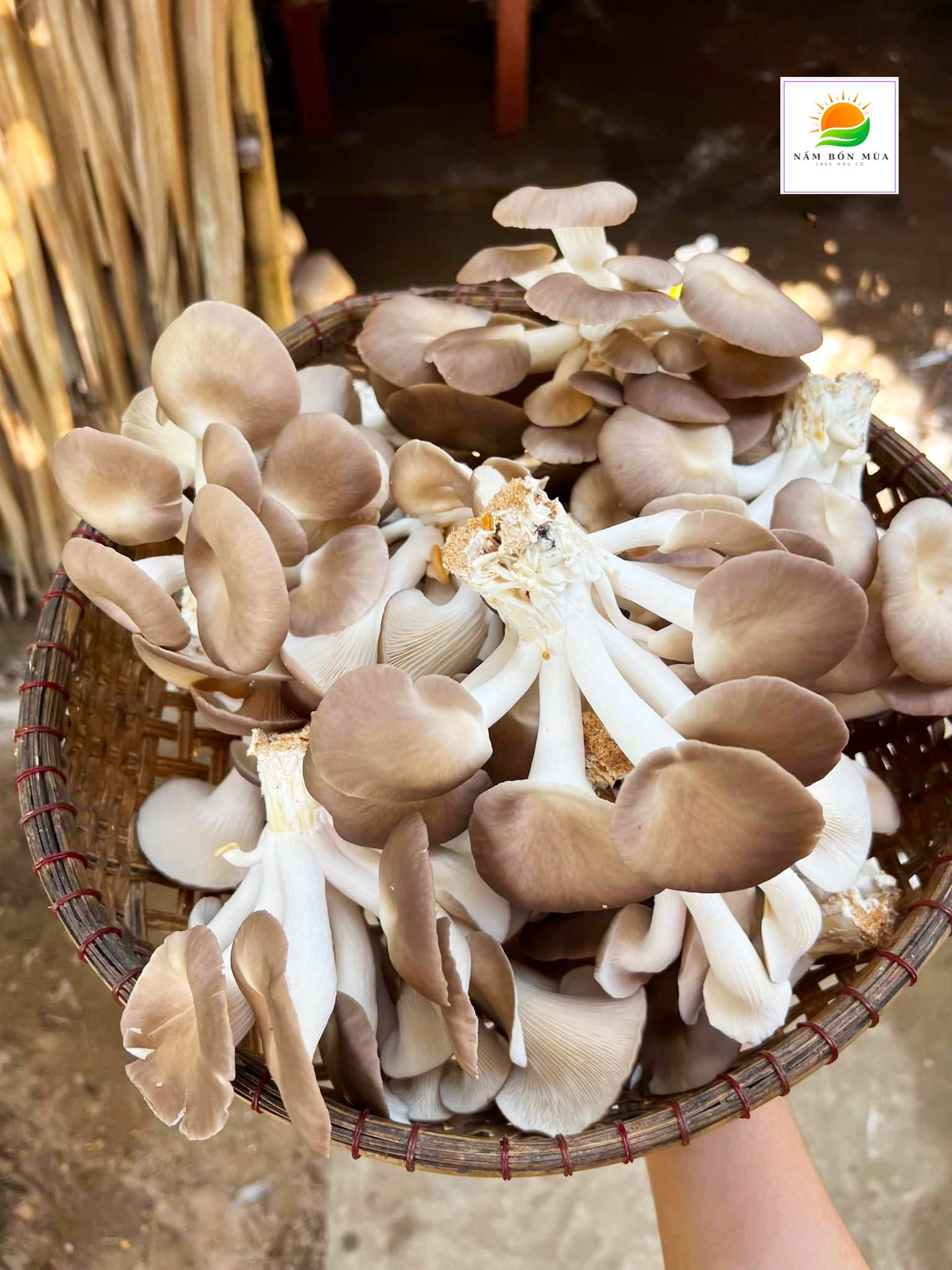 Phôi Nấm Bào Ngư Xám 100% Hữu Cơ