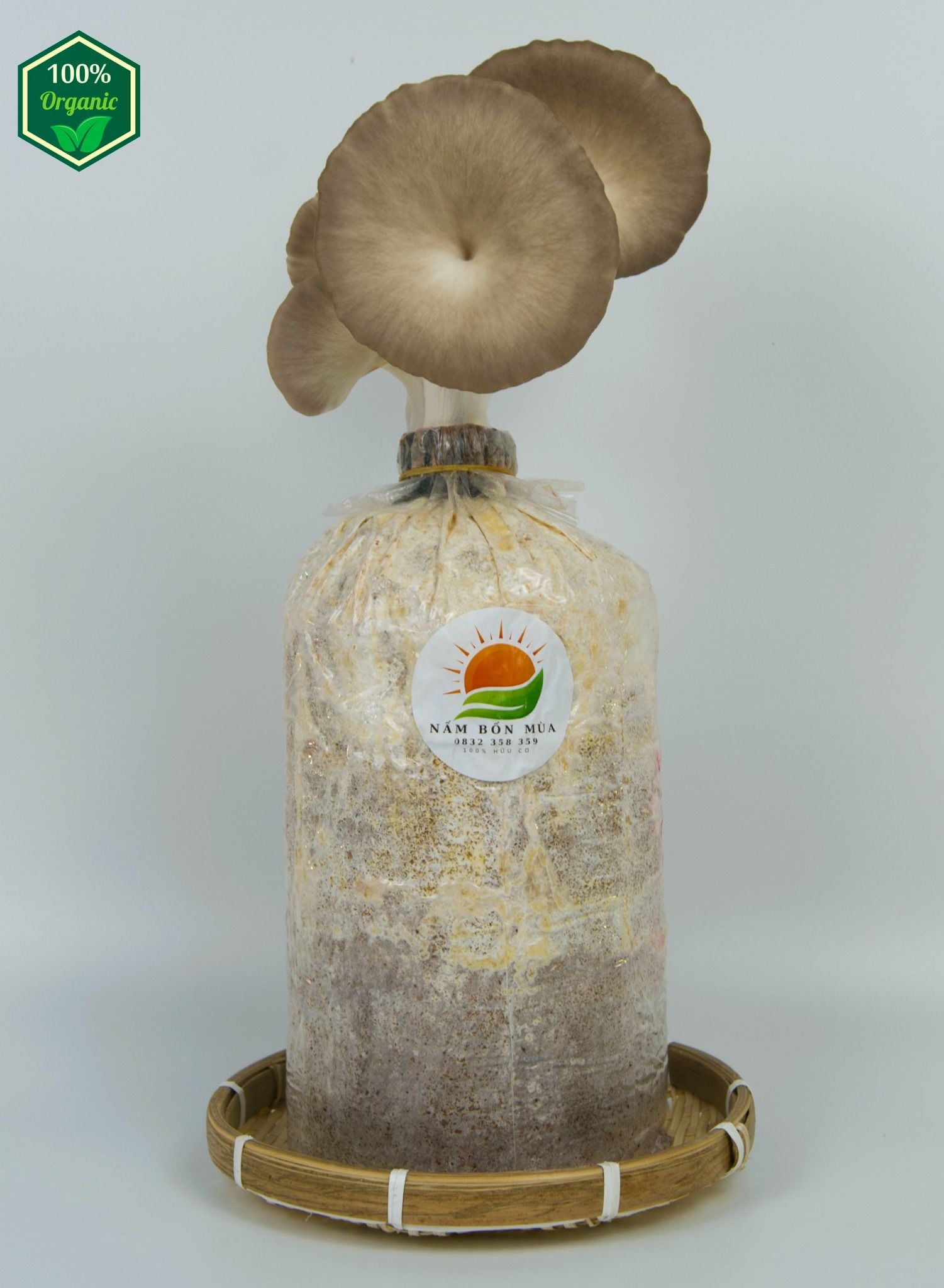 Phôi Nấm Bào Ngư Xám 100% Hữu Cơ