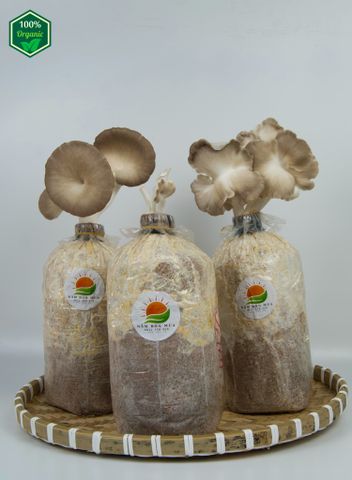 Combo 5 Phôi Nấm Bào Ngư