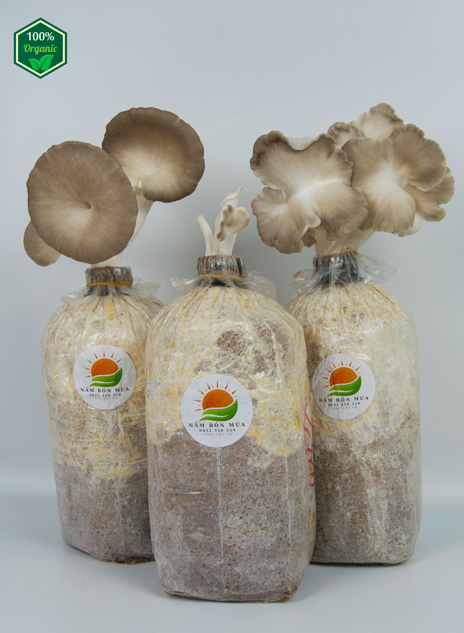 Combo 3 Phôi Nấm Bào Ngư