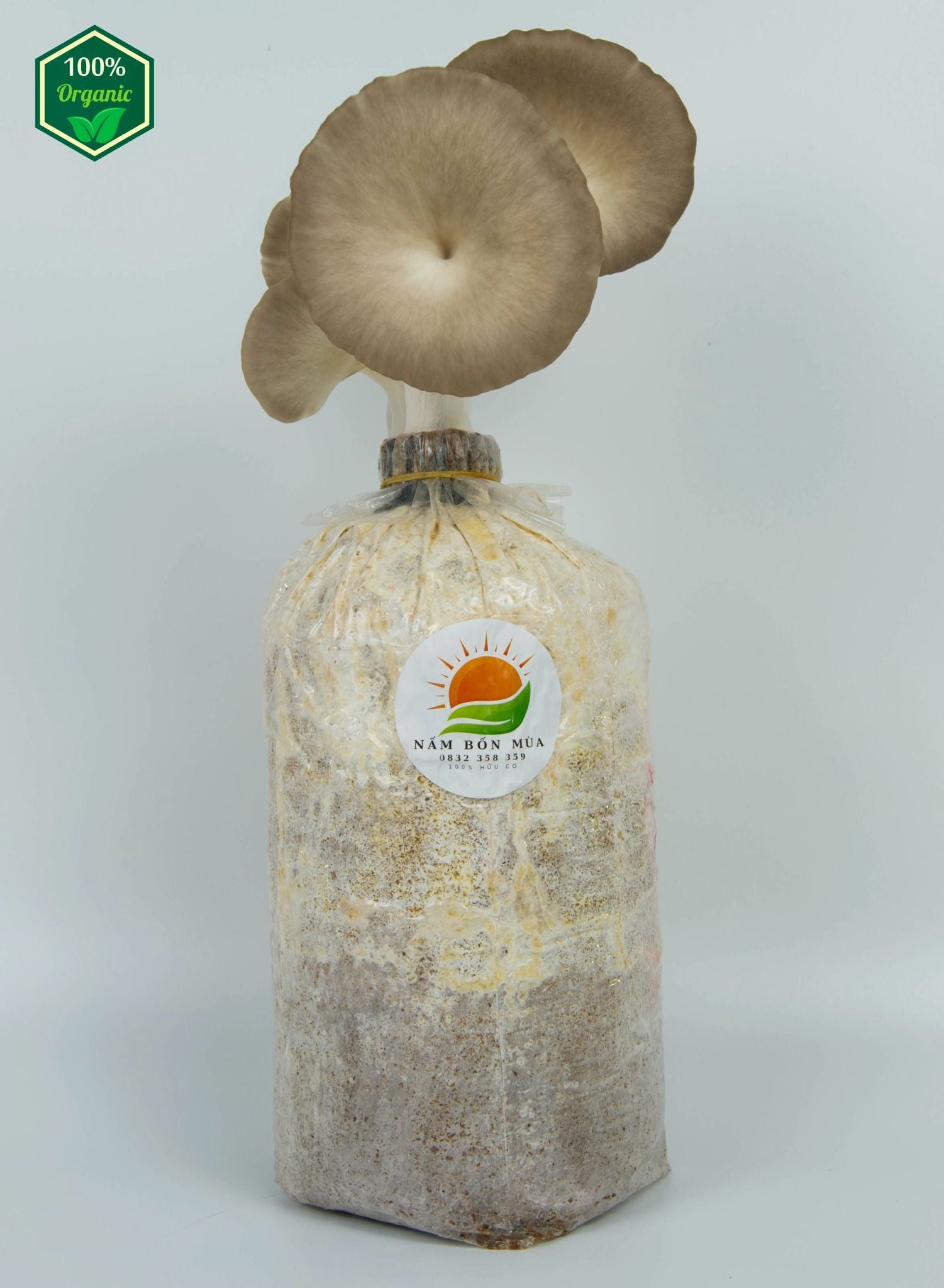 Phôi Nấm Bào Ngư Xám 100% Hữu Cơ