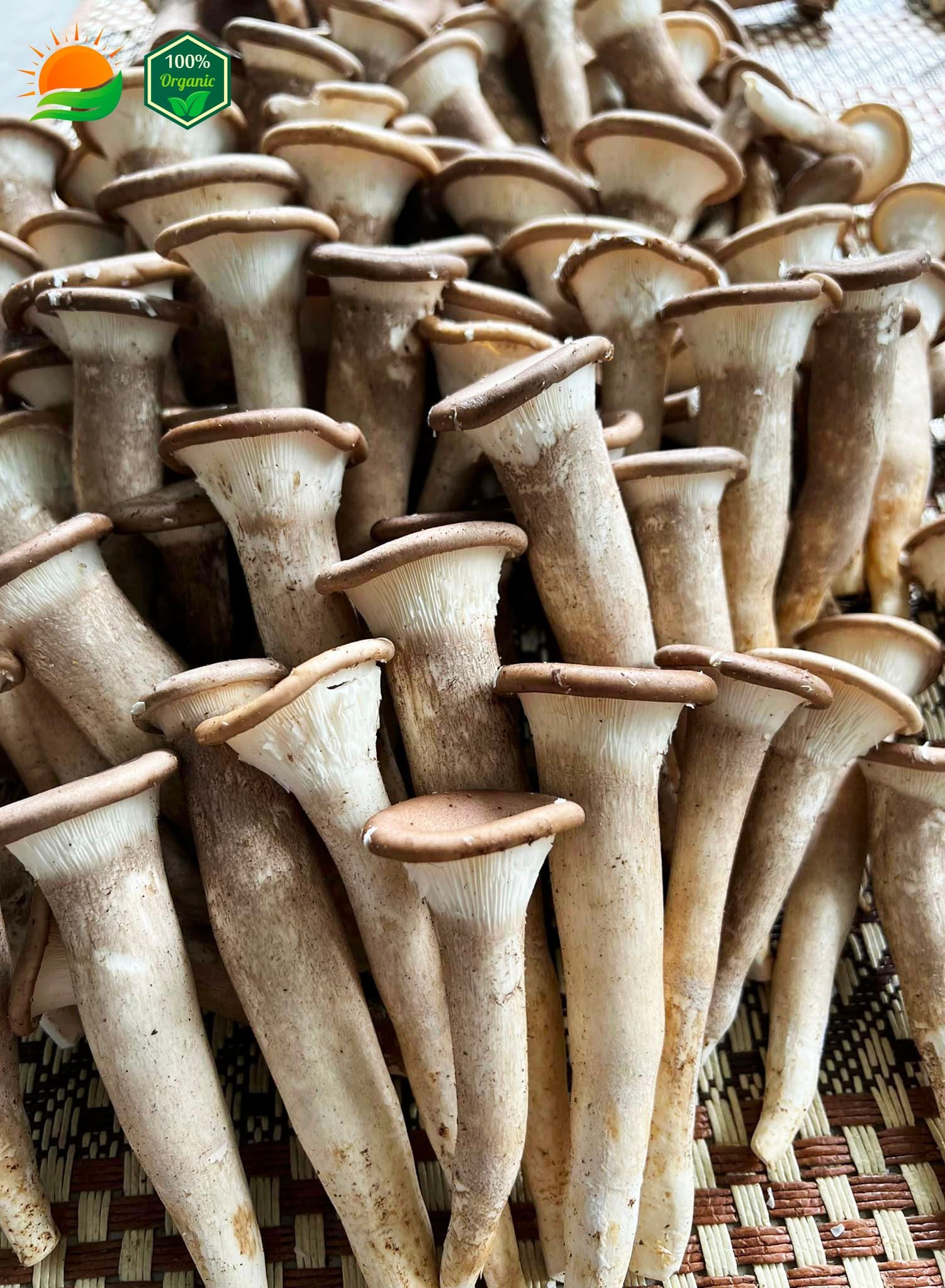 Phôi Nấm Chân Dài 100% Hữu Cơ