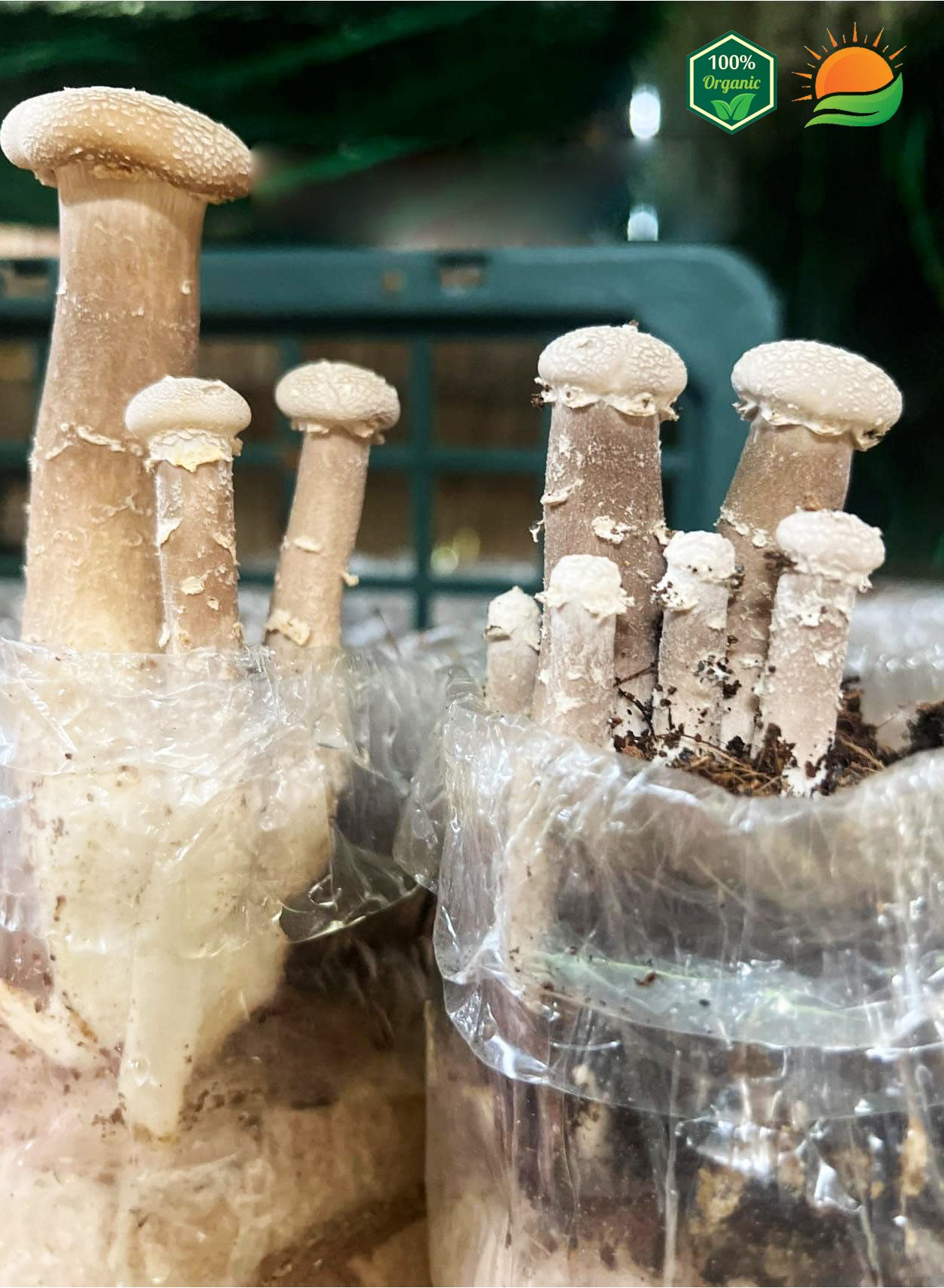 Phôi Nấm Chân Dài 100% Hữu Cơ