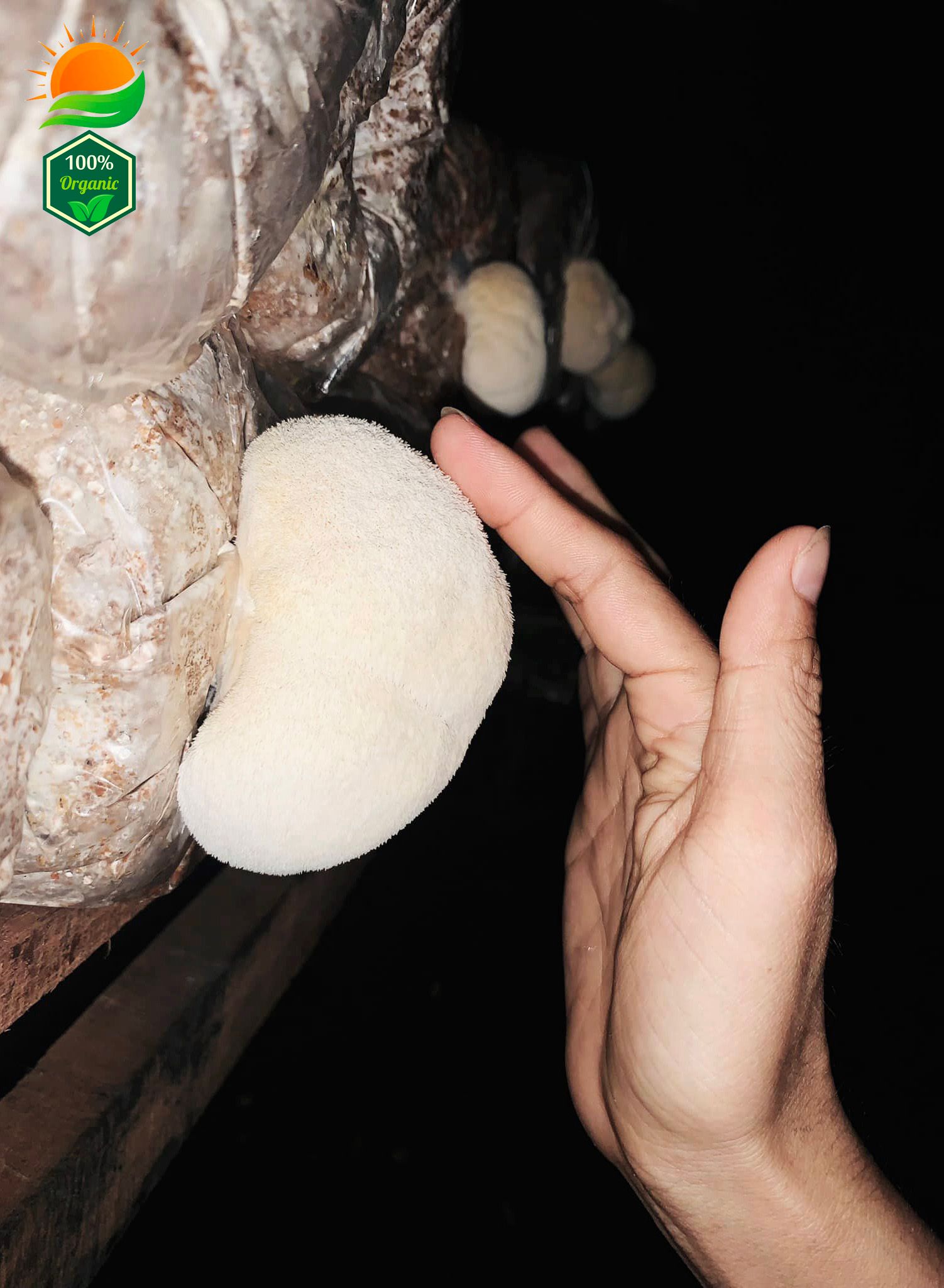 Phôi Nấm Hầu Thủ 100% Hữu Cơ