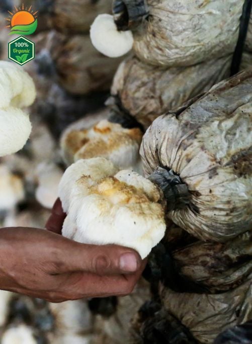 Phôi Nấm Hầu Thủ 100% Hữu Cơ