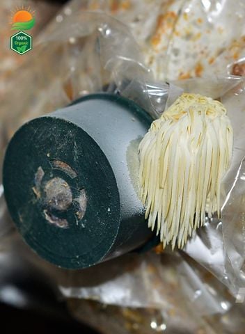 Phôi Nấm Hầu Thủ 100% Hữu Cơ