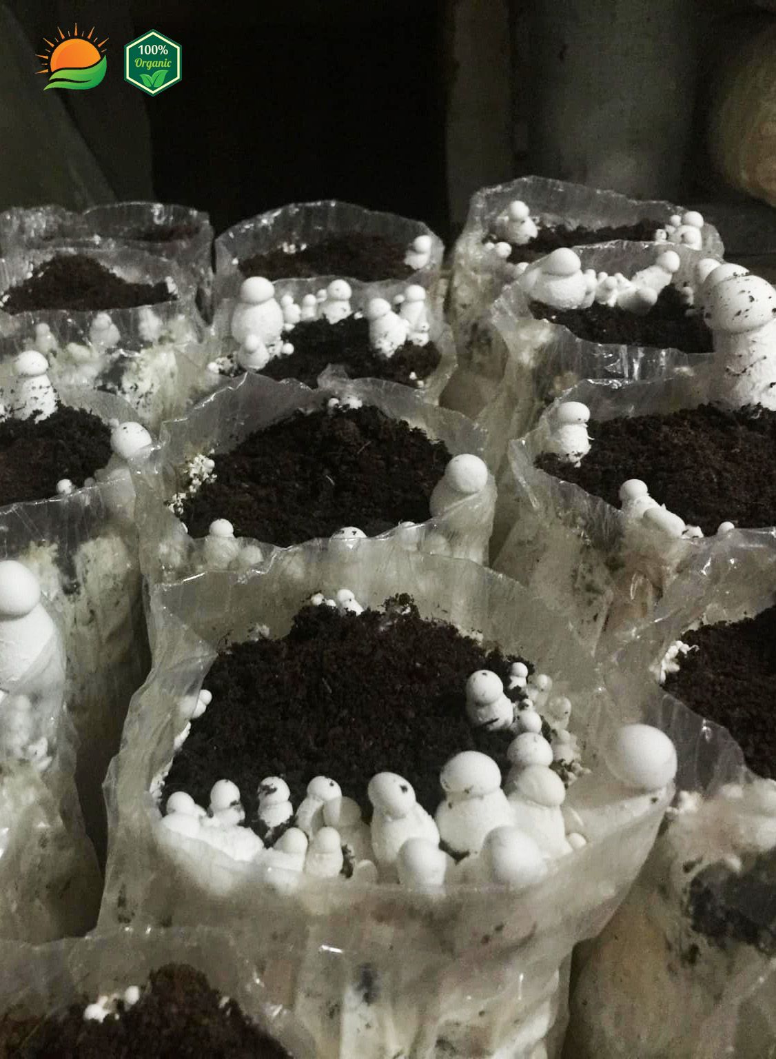 Phôi Nấm Hoàng Đế 100% Hữu Cơ