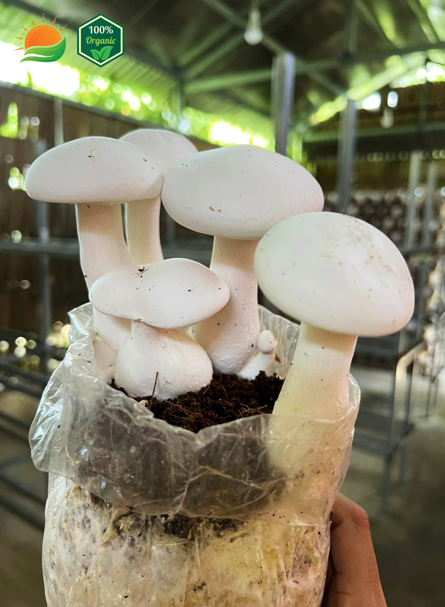 Phôi Nấm Hoàng Đế 100% Hữu Cơ