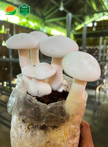 Phôi Nấm Hoàng Đế 100% Hữu Cơ