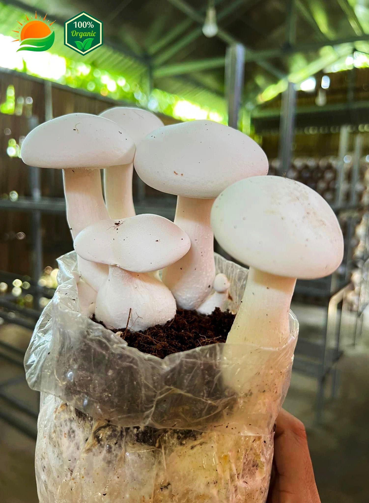 Phôi Nấm Hoàng Đế 100% Hữu Cơ