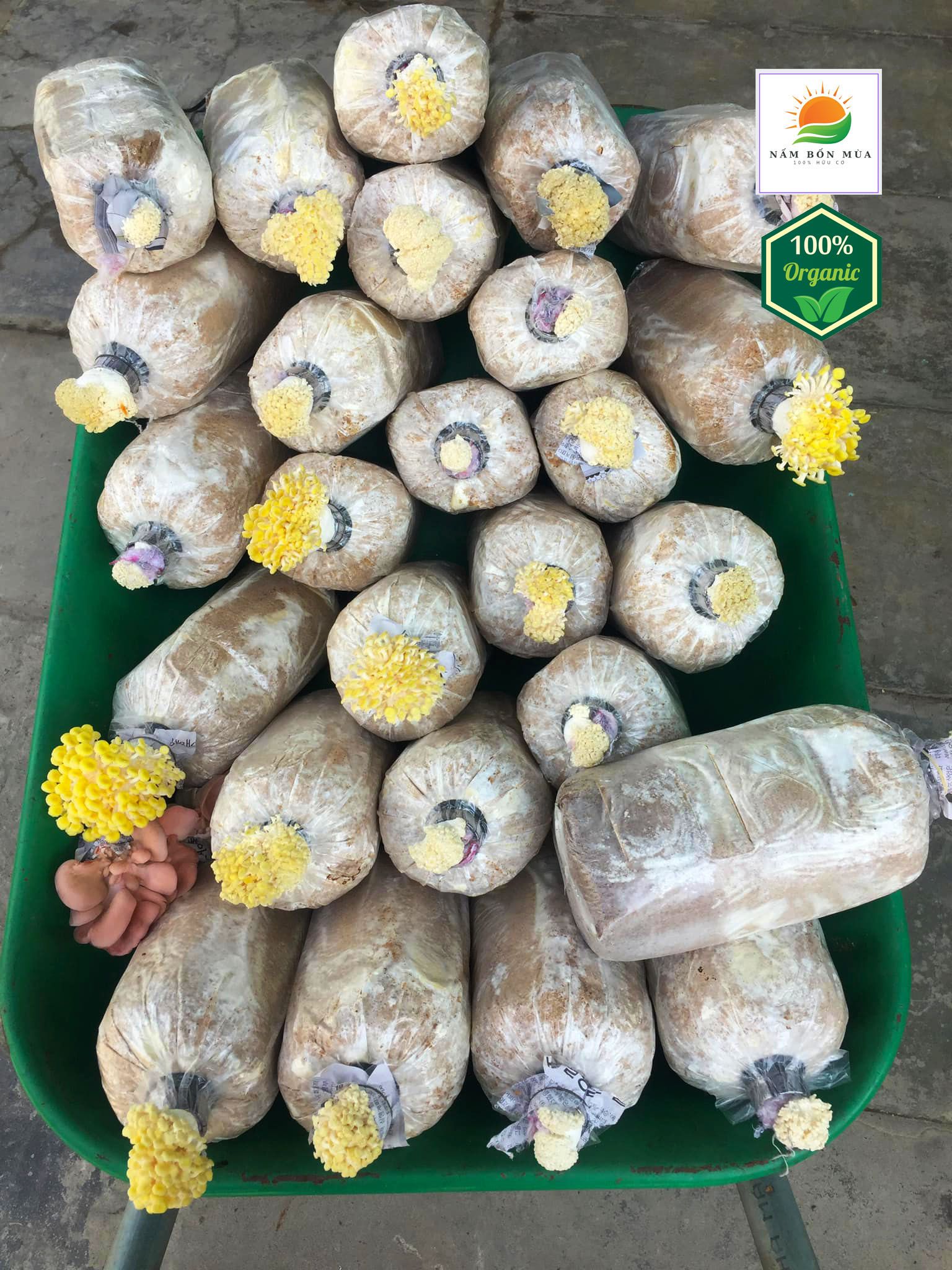 Combo 3 Phôi Nấm Hoàng Kim