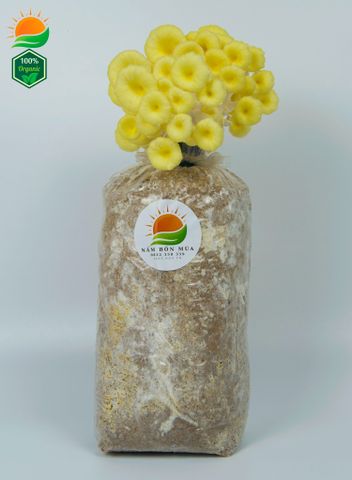 Phôi Nấm Hoàng Kim 100% Hữu Cơ