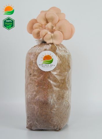Phôi Nấm Hồng Ngọc 100% Hữu Cơ