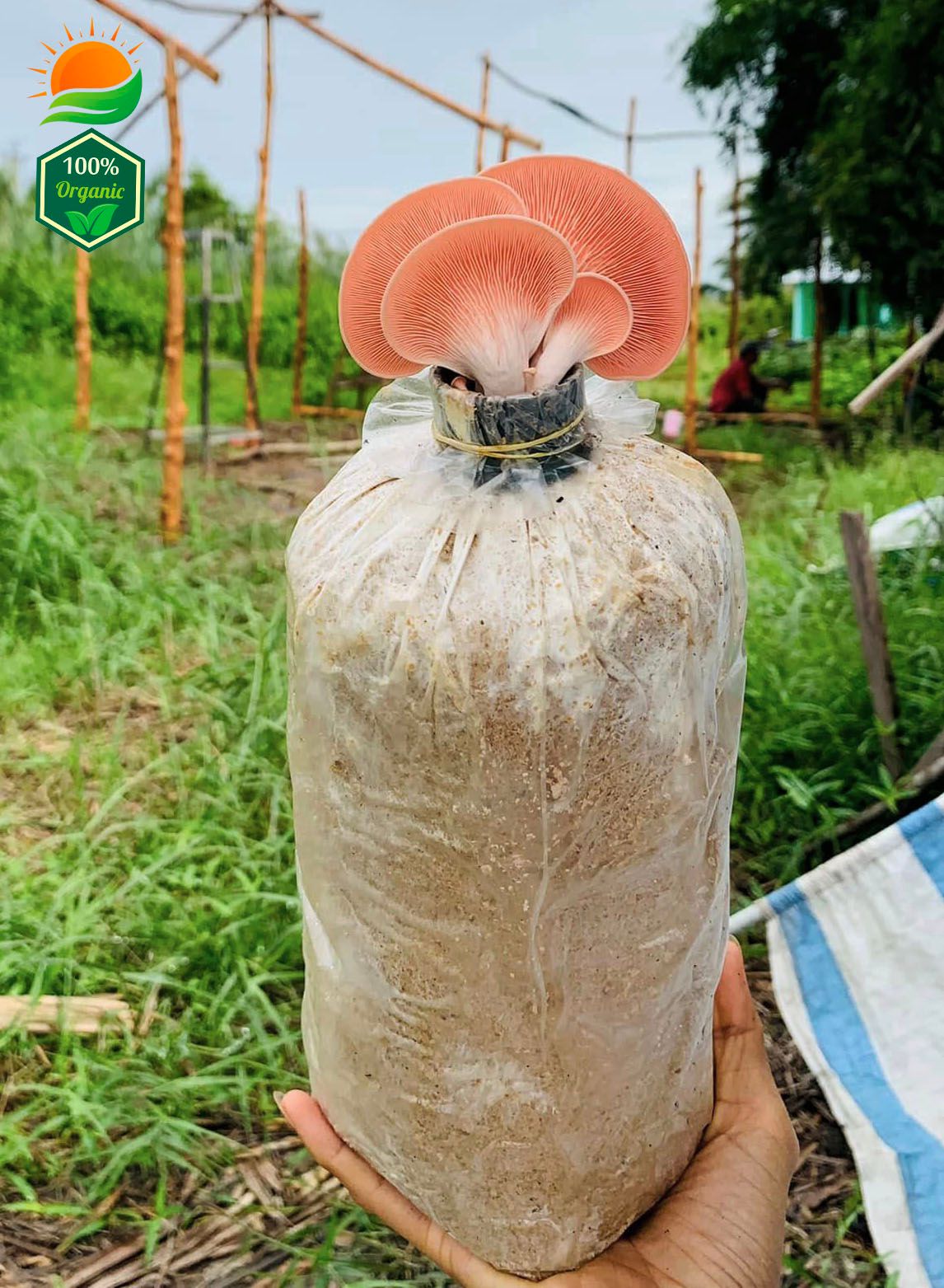 Combo 5 Phôi Nấm Hồng Ngọc