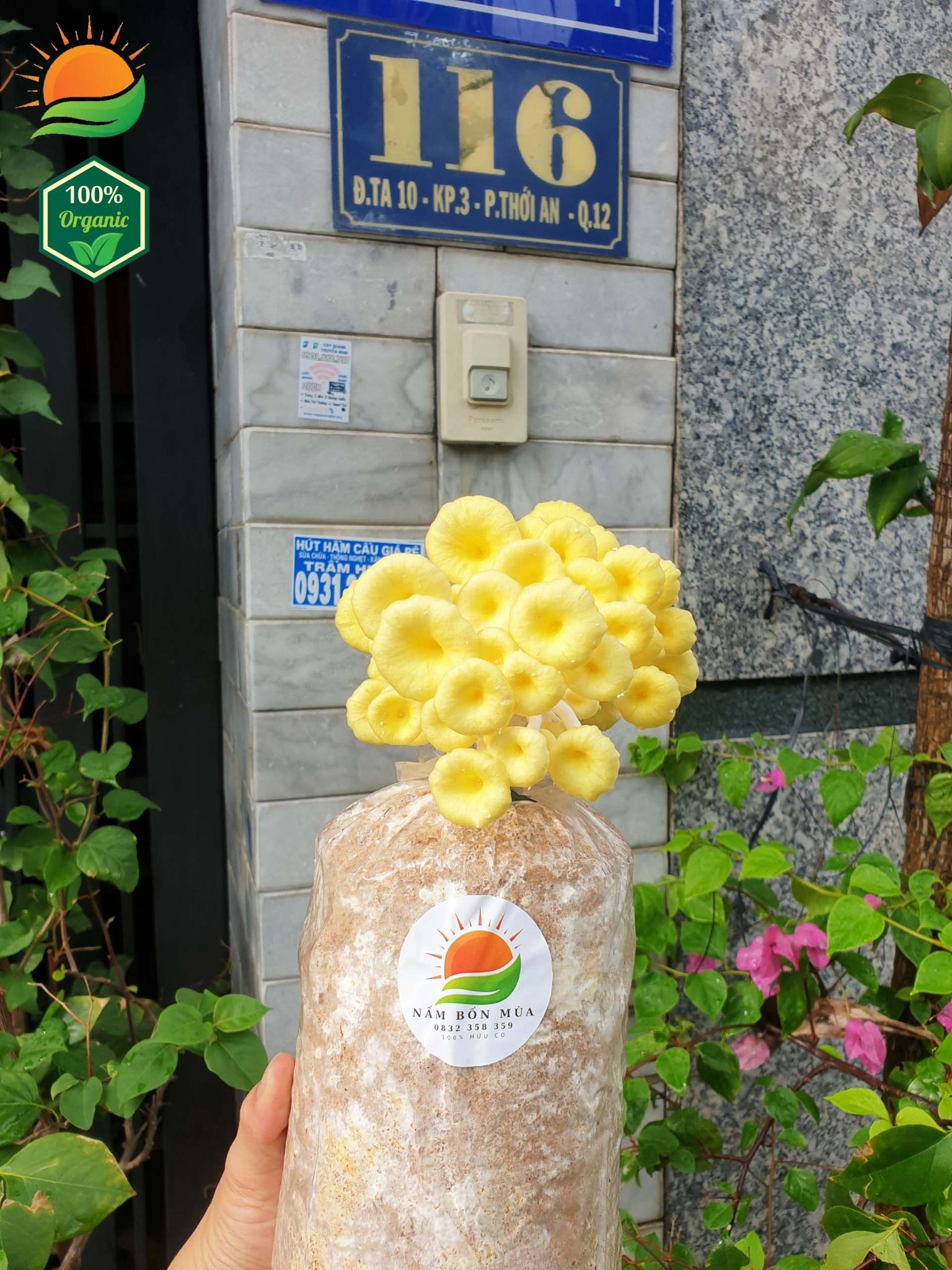 Phôi Nấm Hoàng Kim 100% Hữu Cơ