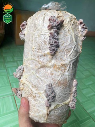 Phôi Nấm Mèo 100% Hữu Cơ
