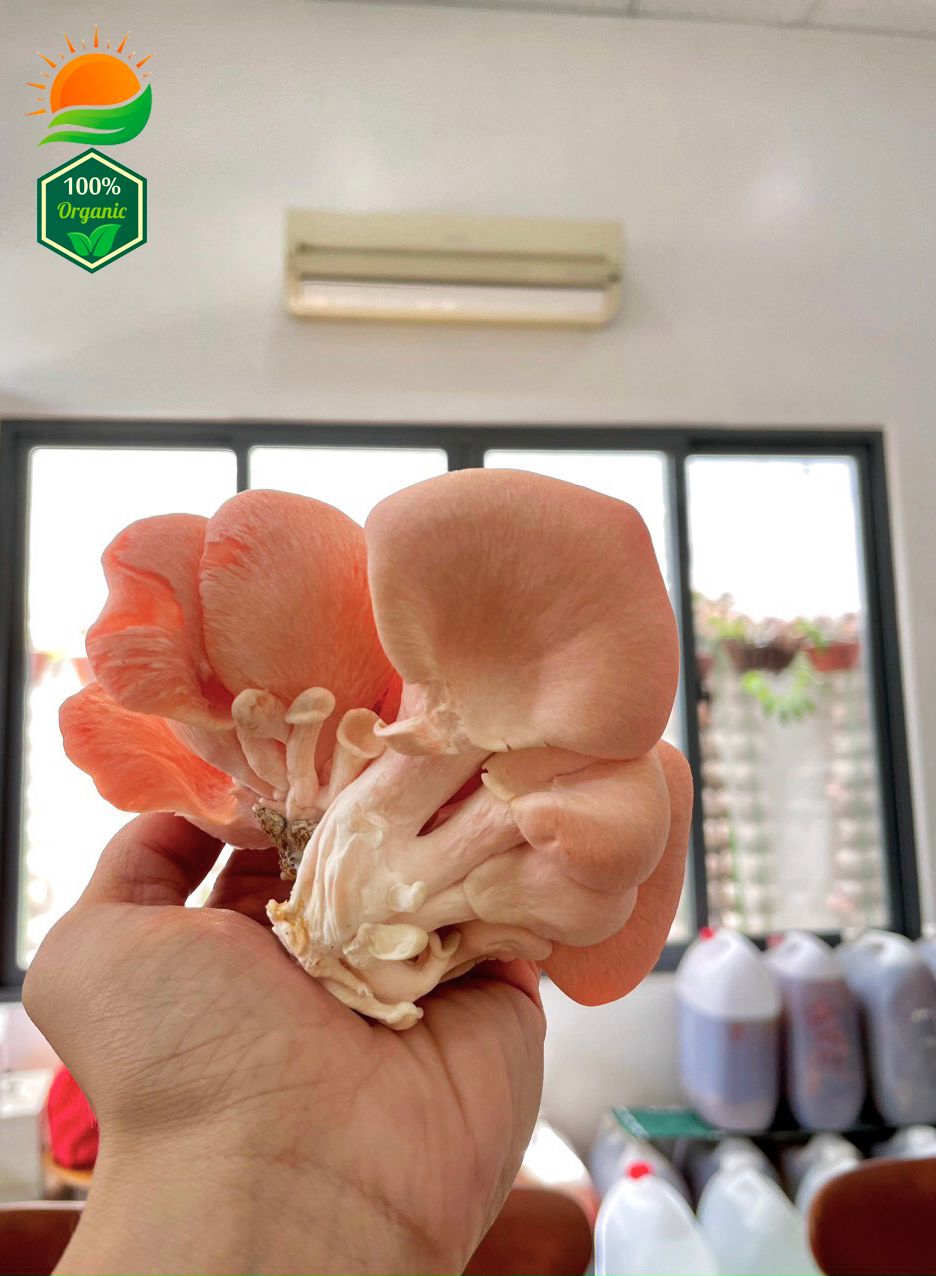 Combo 5 Phôi Nấm Hồng Ngọc