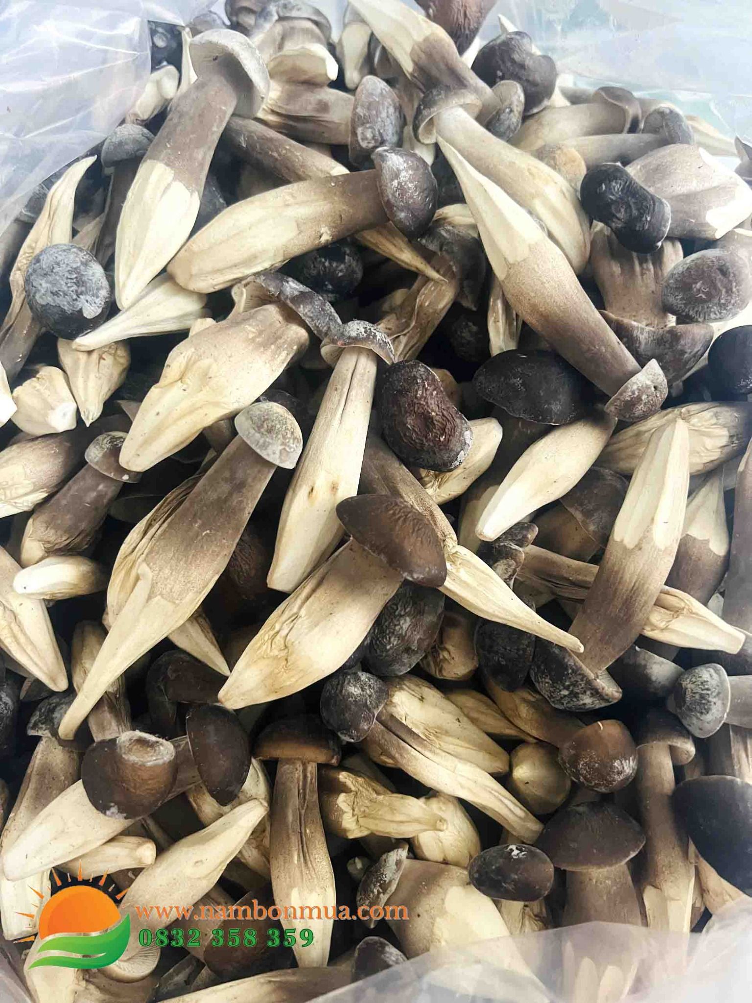 Nấm Mối Đen Sấy Thăng Hoa - 100% Organic