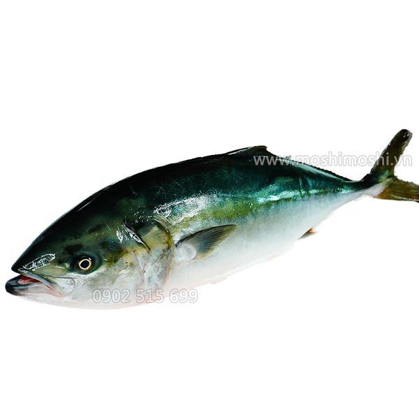 Cá Hamachi Nguyên Con (đánh vảy, lấy nội tạng )