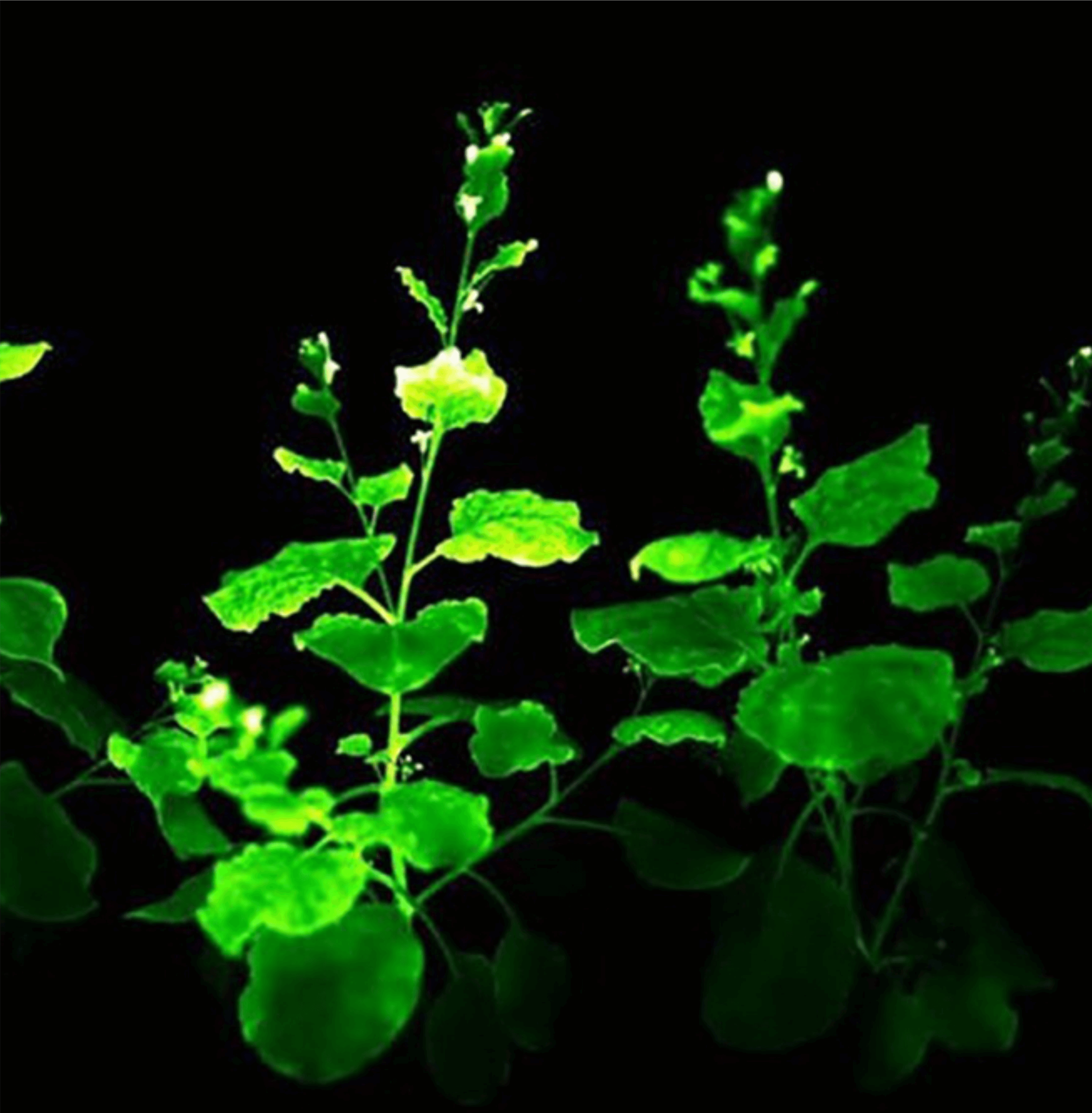 Sơn Phát Sáng- Màu Hồng– MC-2296L  Glow In Dark