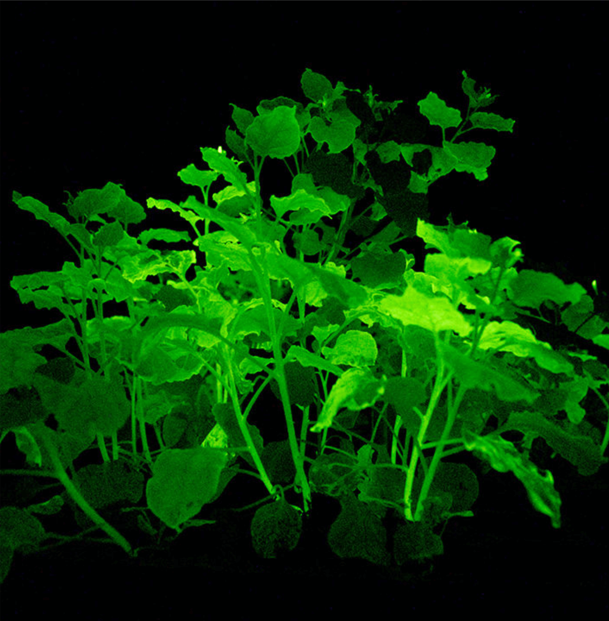 Sơn Phát Sáng-  Màu Trắng Xanh Lá – MC-2BL  Glow In Dark