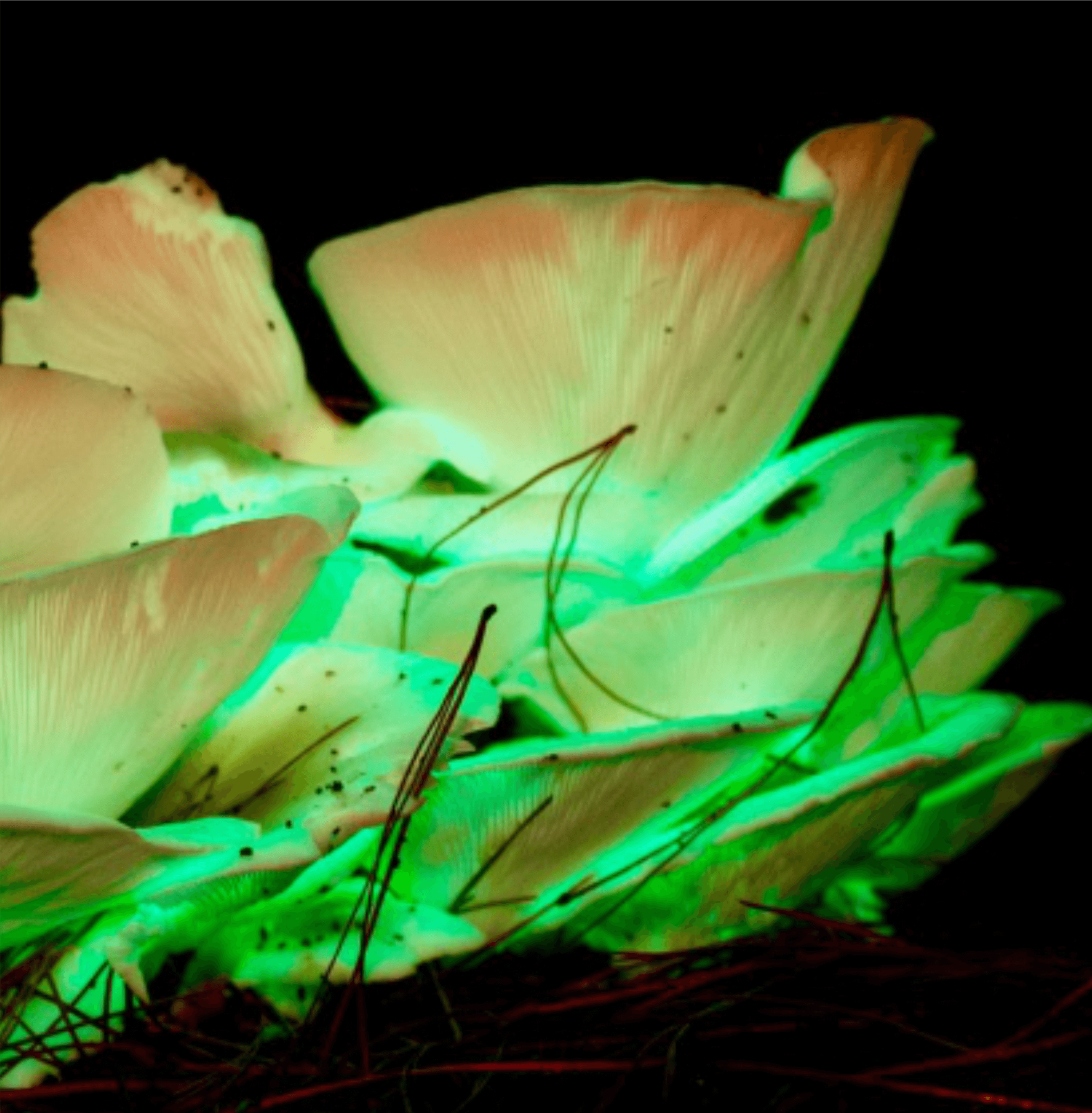 Sơn Phát Sáng-  Màu Silver Ash– MC-2910L  Glow In Dark