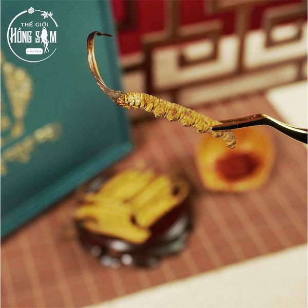 Đông Trùng Hạ Thảo Tây Tạng Vip - 14con/10g Hàng Tuyển Chọn
