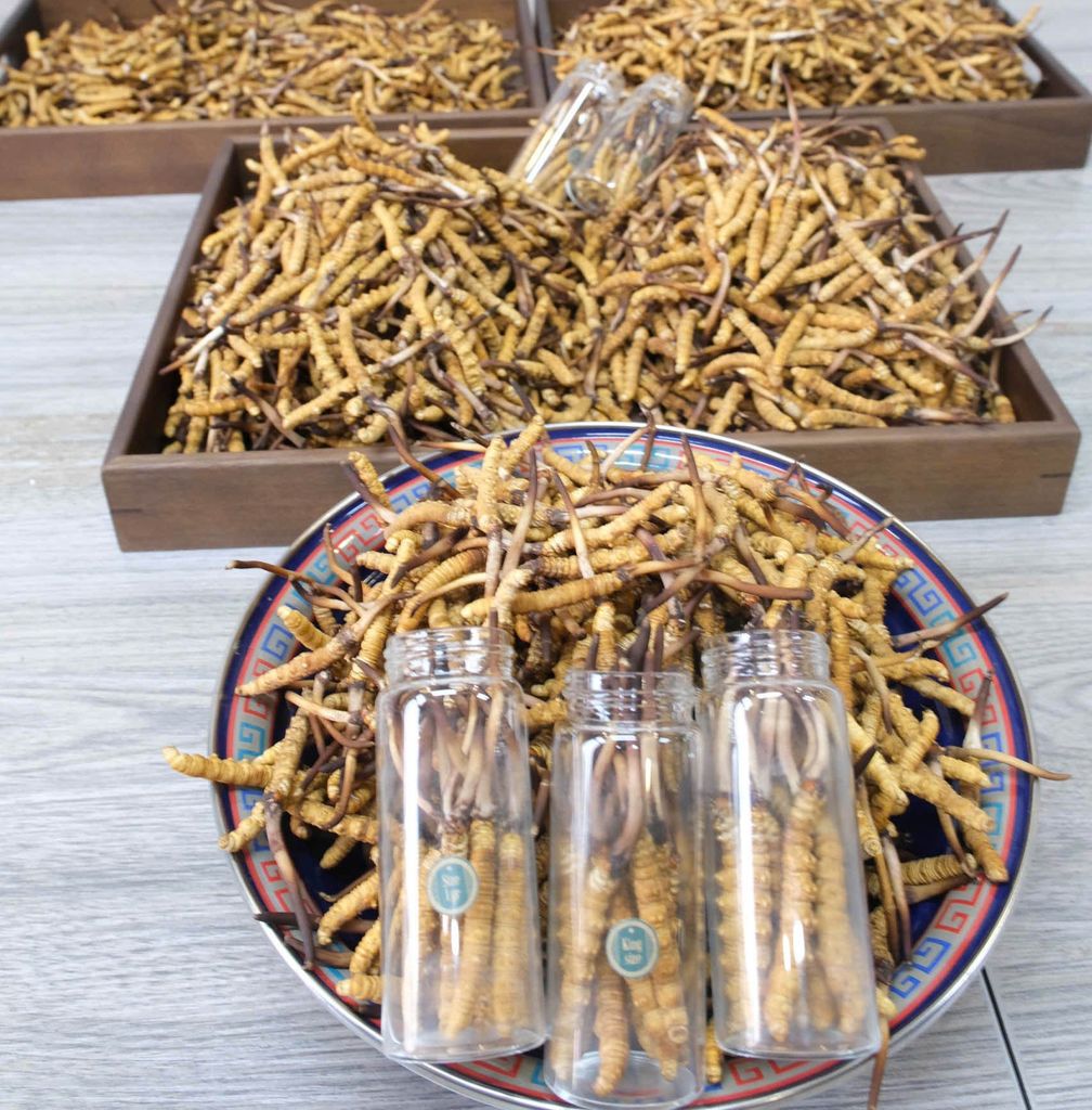 Đông Trùng Hạ Thảo Tây Tạng Tươi - Kingsize (10 con)