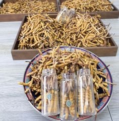 Đông Trùng Hạ Thảo Tây Tạng Tươi - Size 0,7 - 0,8g/con (10 con)