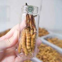 Đông Trùng Hạ Thảo Tây Tạng Tươi - Kingsize (10 con)