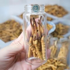 Đông Trùng Hạ Thảo Tây Tạng Tươi - Size 0,5 - 0,6g/con (10 con)