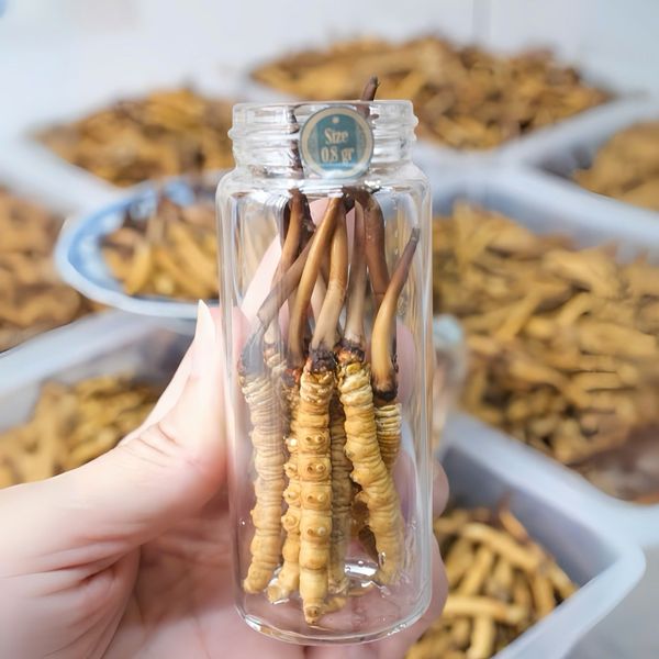 Đông Trùng Hạ Thảo Tây Tạng Tươi - Size 0,7 - 0,8g/con (10 con)