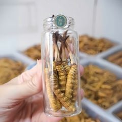 Đông Trùng Hạ Thảo Tây Tạng Tươi - Size 0,9 - 1g/con (10 con)