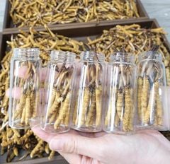 Đông Trùng Hạ Thảo Tây Tạng Tươi - Size 0,5 - 0,6g/con (10 con)