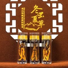 Đông Trùng Hạ Thảo Tây Tạng Vip - 50con/10g Hàng Tuyển Chọn