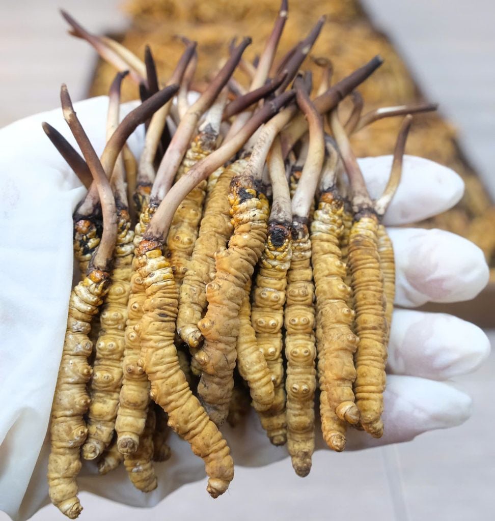 Đông Trùng Hạ Thảo Tây Tạng Tươi - Size 0,7 - 0,8g/con (10 con)