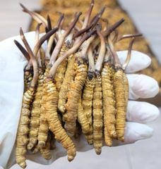 Đông Trùng Hạ Thảo Tây Tạng Tươi - Size 0,5 - 0,6g/con (10 con)