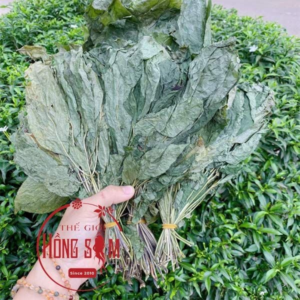 Lá Sâm Ngọc Linh Khô 100g